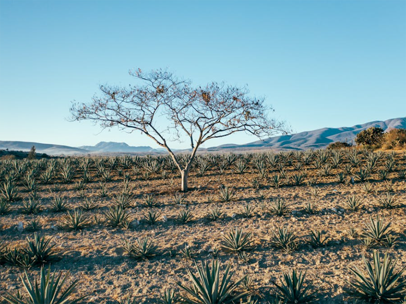 土壤電導(dǎo)率正常范圍
